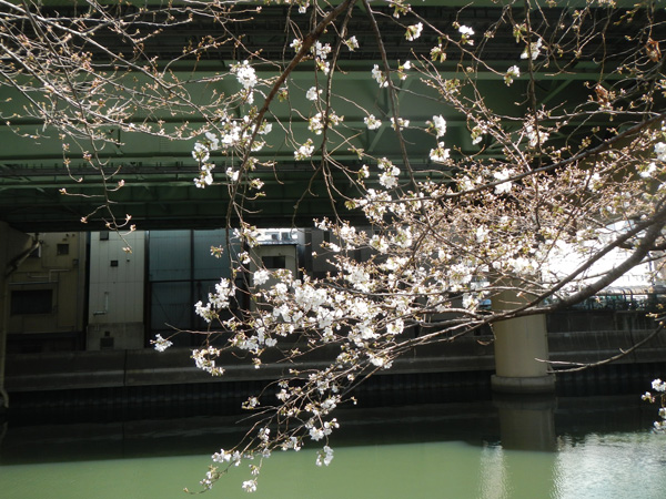 東横堀川の桜