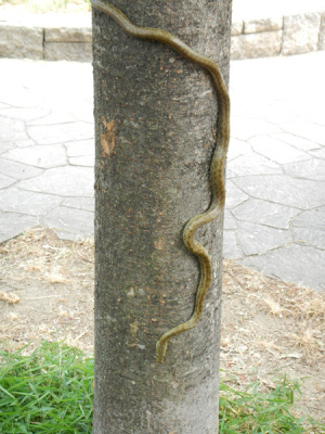 靱公園の蛇