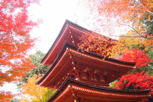 浄瑠璃寺