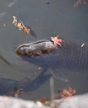 浄瑠璃寺にて