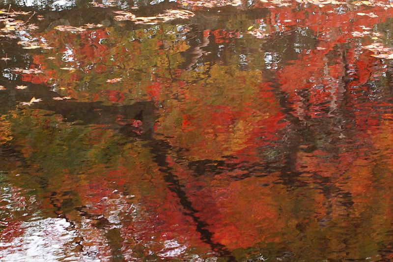 池に写る紅葉　根来寺